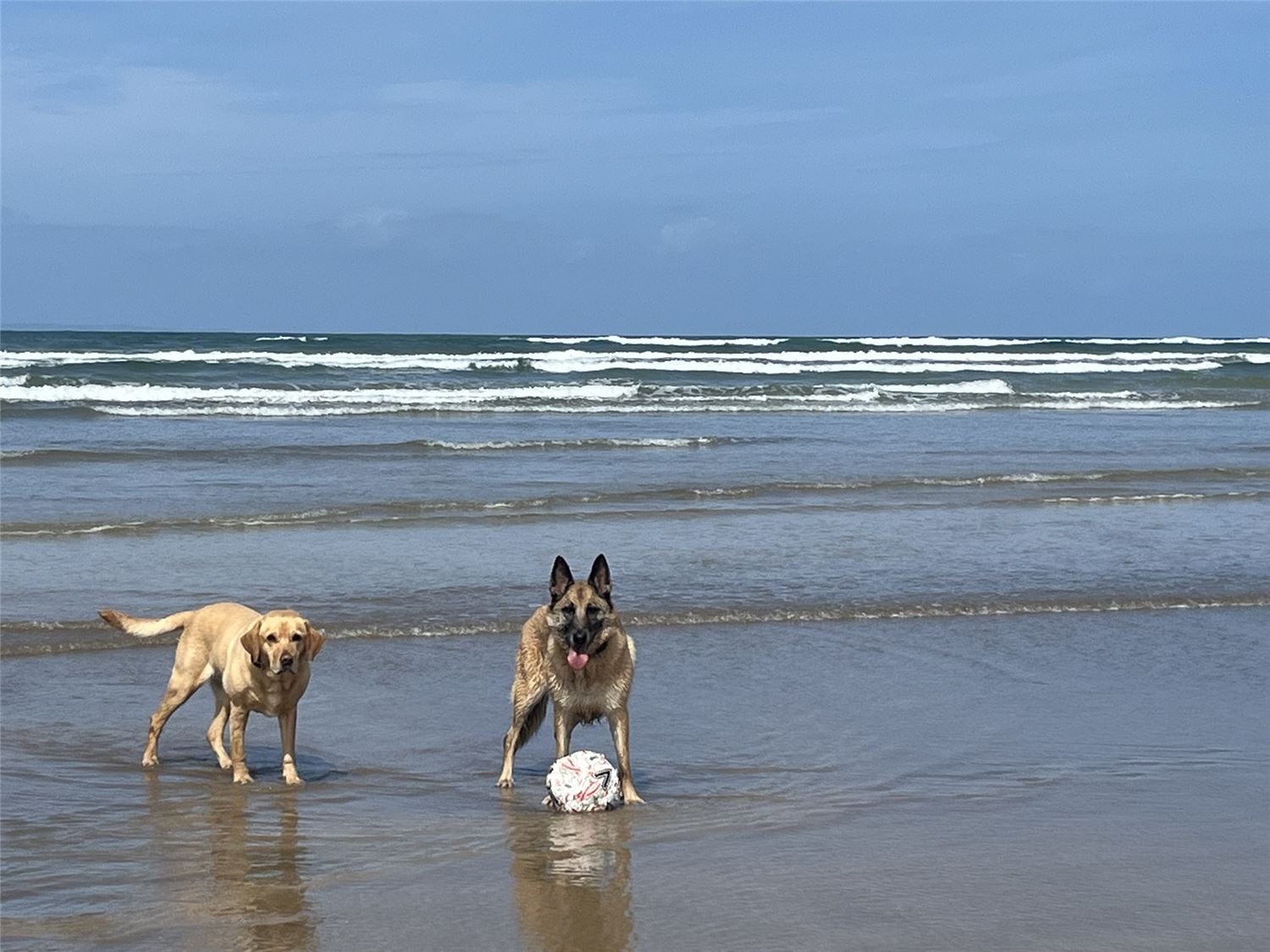 The property owner's two dogs on the beach at Westward Ho!