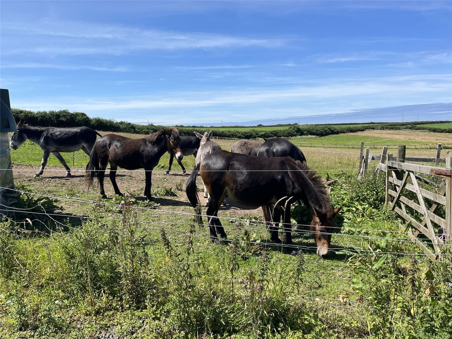 Our neighbours, the Clovelly Donkeys